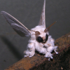 Moth With Glasses