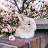 _Mini Rabbit_