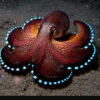 underground_octopus