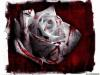 Blood_Rose666