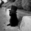 Кот в Шляпе2