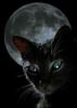 Moony cat