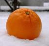 апельсин на снегу