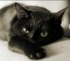 Black Cat_