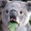 Happy Koala-fan girl NickeyT Fun