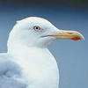 seagull26
