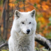 White Wolf 17