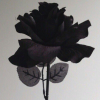 _Black Rose_