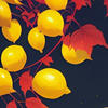 Каракули Осеннего Лимона