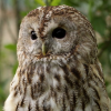 tired_owl