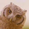 Engelsk Owl
