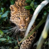 Hunting leopard