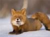 The_Red_Fox_