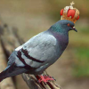 crowned_pigeon