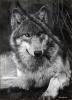 Тамбовская волчица