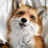 Dreamy_Foxes
