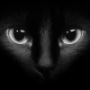 Black_cat 009