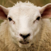 Piece_of_sheep