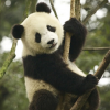 Panda-Panda