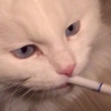 сигарный кот