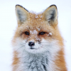 Frozen Foxy