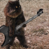 Кот Гитарист
