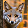 Gray_Fox_of_Autumn_Forest