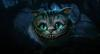 Cheshire Cat ...