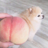 peach_ray