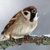 Crested Sparrow