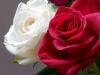 роза белая-роза алая