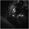 Котенок Черный
