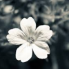 White.flower
