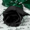 Black moonlight rose