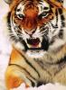 Tiger Fox