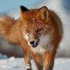 Dangerous_fox