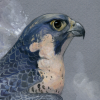 Falcon Soul