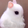 Няшка Кролик