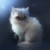 Sweet white kitten