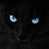 Black_cat.666