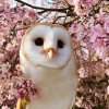 Owl from Denmark