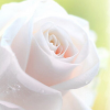 Белая Роза Ветров