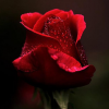 bud.of.a.red.rose