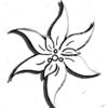 Edelweiss pallida