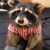 Raccoon_09_