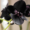 .black _ Orchid.