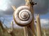 snail_