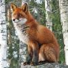 forest_fox