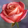 Яна-Розовый Цветок