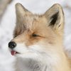Fallen Fox
